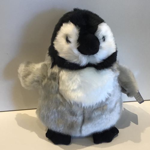 Emperor Penguin Chick